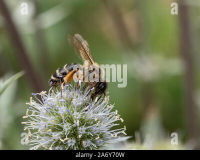 Una chiusura di un ape alimentazione su un Erygynum flowerhead Foto Stock