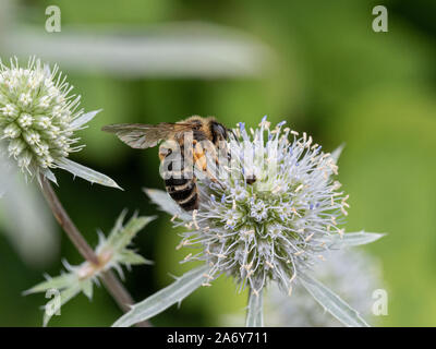 Una chiusura di un ape alimentazione su un Erygynum flowerhead Foto Stock