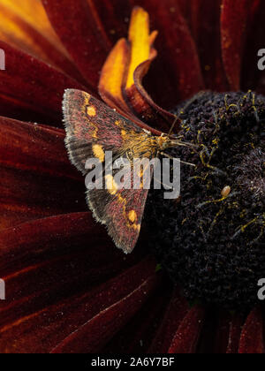 Una chiusura di un Pyrausta purpuralis alimentazione su un fiore Gallardia Foto Stock
