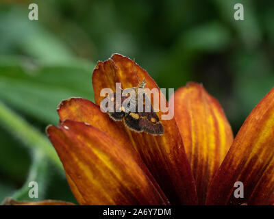 Un Pyrausta purpuralis alette di appoggio fuori tesa su di un fiore Gallardia Foto Stock
