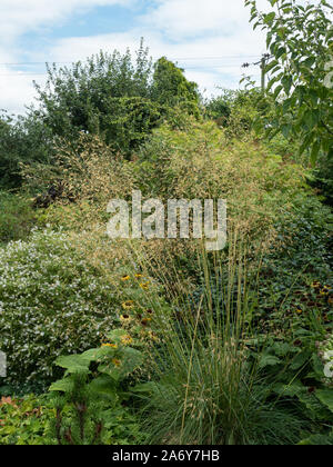 Il golden teste di seme di Stipa gigantea contro lo sfondo di un misto di confine Foto Stock