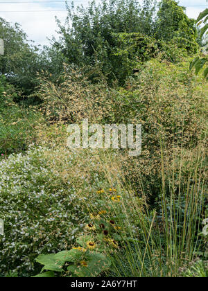 Il golden teste di seme di Stipa gigantea contro lo sfondo di un misto di confine Foto Stock