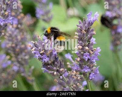 Una chiusura di un white tailed Bumble Bee alimentazione su un picco di lavanda Foto Stock