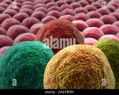 La moltiplicazione delle cellule, immagine microscopica delle cellule, divisione della cellula di cancro Foto Stock