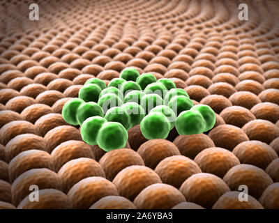 La moltiplicazione delle cellule, immagine microscopica delle cellule, divisione della cellula di cancro Foto Stock