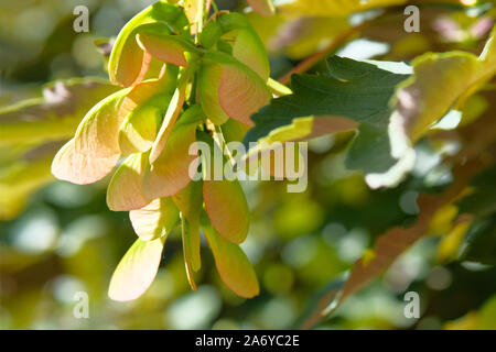 Foglie e semi di Acer palmatum o palmate acero in chiusura a molla verso l'alto. Sfocato sfondo verde. Giornata di sole. Foto Stock