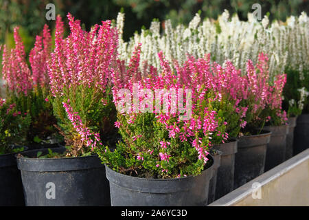 Piantine di rosa e bianco heather boccole in vasi in giardino negozio. Vivaio di varie piante verdi per il giardinaggio. Heather boccole in negozio giardino. Foto Stock