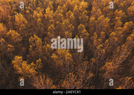 Vista aerea di Aspen Tree Forest in autunno tramonto, belle foglie arancione boscoso paesaggio Foto Stock