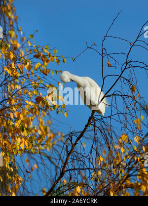 Garzetta (Egretta garzetta) preening in una struttura ad albero in inverno, allentati Village, Kent, Inghilterra. Foto Stock