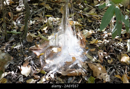 Spider Web sul suolo della foresta del Madagascar Foto Stock