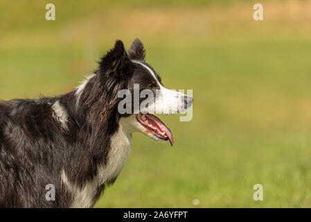 Carino obbediente Border Collie cane. Ritratto di testa Foto Stock