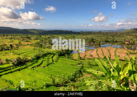 Indonesia, Bali, Tirtagangga, terrazze di riso Foto Stock