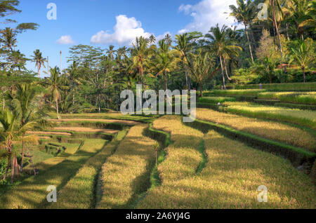 Indonesia, Bali, terrazze di riso all'entrata di Gunung Kawi tempio complesso Foto Stock