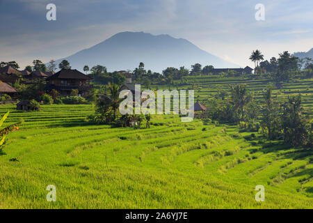 Indonesia, Bali, Sidemen Valley, campi di riso e Gunung Agung Vulcano Foto Stock