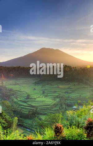 Indonesia, Bali, Redang, Vista dei terrazzi di riso e Gunung Agung Vulcano Foto Stock