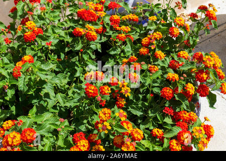 Lantana Camera, Wild Sage Plant Foto Stock