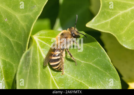 Un Edera Bee, (Colletes hederae,) in appoggio su una foglia di Edera, il suo cibo vegetale. Foto Stock