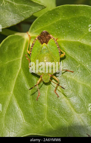 Verde, Shieldbug (Palomena prasina,). mimetizzata sulla foglia di edera. Foto Stock