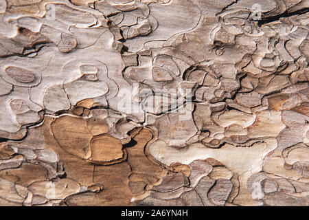 Primo piano di grunge trama testurizzata vecchia corteccia di pino. Astratto natura sfondo per il design, il decor e le pelli. Foto Stock