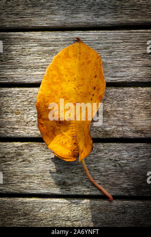 Di colore giallo brillante morti foglie autunnali di Actinidia arguta Issai (Hardy Kiwi) su tavola in legno rustico, accesa la mia soffice luce del sole autunnale. Foto Stock