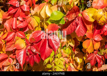 Autunno multicolore uva selvatica sfondo pattern Foto Stock