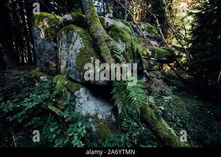 La pietra grande nella foresta è coltivata con muschi e alberi antichi Foto Stock