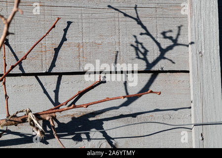 Il ramo di Actinidia arguta Issai (hardy kiwi) contro un recinto grigio. Foto Stock