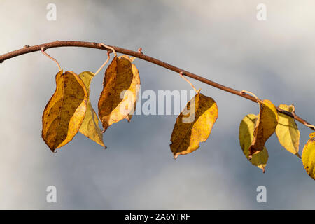 Di colore giallo brillante morti foglie autunnali di Actinidia arguta Issai (Hardy Kiwi) Foto Stock