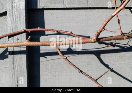 Il ramo di Actinidia arguta Issai (hardy kiwi) contro un recinto grigio. Foto Stock