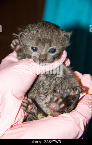 Piccolo gattino in mani in guanti rosa Foto Stock