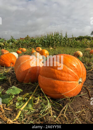 Un close up Verticale a basso angolo di vista di arancio brillante Zucche crescono in un campo nessuno nell'immagine Foto Stock