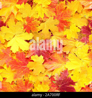 Seamless texture di giallo e rosso caduto foglie di autunno. Minsk. La Bielorussia. Foto Stock