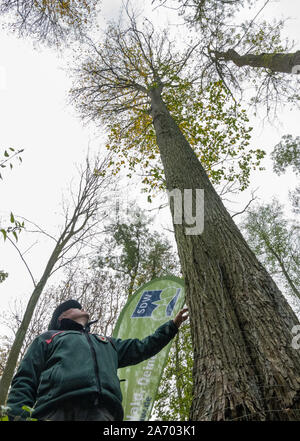 Buckow, Germania. 29 ott 2019. In una foresta di Märkische Svizzera cresce la massima Flutterulme nel paese del Brandeburgo. Il flutter olmo (Ulmus laevis) è "l'albero dell'anno 2019' e cresce di 41.30 metri in una valle presso il resort per la salute. Già per la ventesima volta il Schutzgemeinschaft Deutscher Wald e la Forst Landeskompetenzzentrum Eberswalde determinata la struttura più alta. Credito: Patrick Pleul/dpa-Zentralbild/ZB/dpa/Alamy Live News Foto Stock