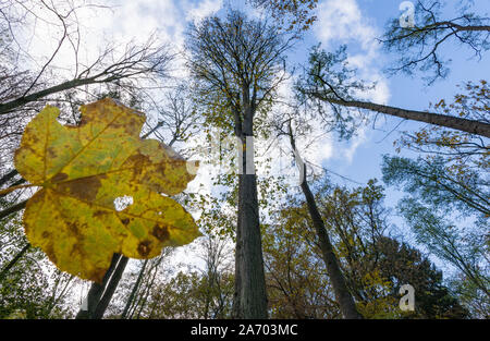 Buckow, Germania. 29 ott 2019. In una foresta di Märkische Svizzera cresce il flutter più alto olmo (M) nel paese del Brandeburgo. Il flutter olmo (Ulmus laevis) è "l'albero dell'anno 2019' e cresce di 41.30 metri in una valle presso il resort per la salute. Già per la ventesima volta il Schutzgemeinschaft Deutscher Wald e la Forst Landeskompetenzzentrum Eberswalde determinata la struttura più alta. Credito: Patrick Pleul/dpa-Zentralbild/ZB/dpa/Alamy Live News Foto Stock