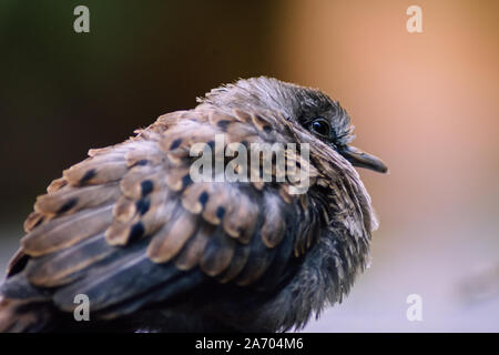 Rufous-tordo panciuto baby Foto Stock