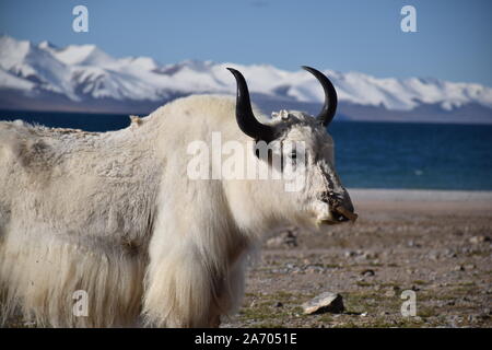 Yak bianco nel lago Namtso, Tibet. Namtso è il più grande lago della regione autonoma del Tibet Foto Stock