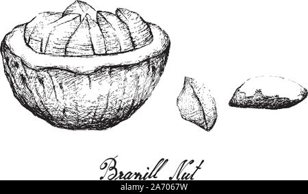 Illustrazione di mano il bozzetto Brasile dado o Bertholletia Excelsa frutti, buona fonte di fibra dietetica, vitamine e minerali. Illustrazione Vettoriale