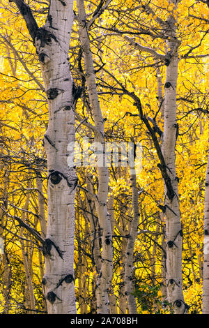 Golden Aspen nelle Montagne Rocciose del Colorado. Foto Stock