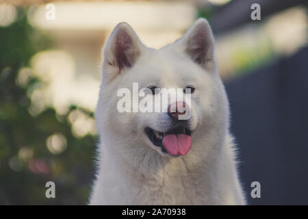 Akita Inu Foto Stock