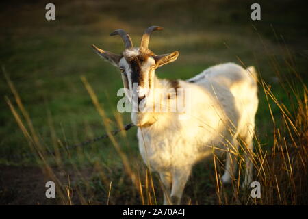 Ritratto di una capra al guinzaglio in un prato closeup. Foto Stock