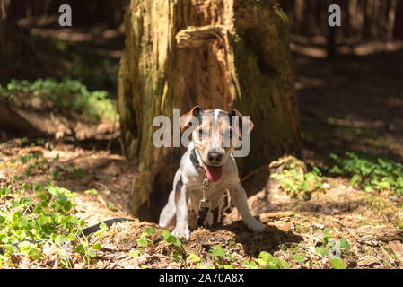 Jack Russell Terrier hound nella foresta. Cane da caccia è alla ricerca di un nido Foto Stock
