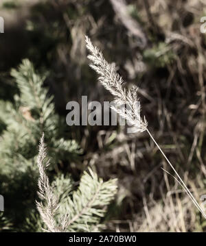 Paesaggio autunnale: un gambo di erba essiccata close-up Foto Stock