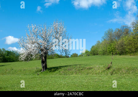 Sbocciato melo su erba verde prato in chiara giornata di sole Foto Stock