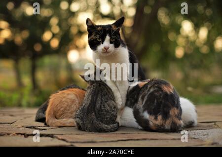 Gatto adulto di allattamento al seno cinque gattini latte in giardino Foto Stock