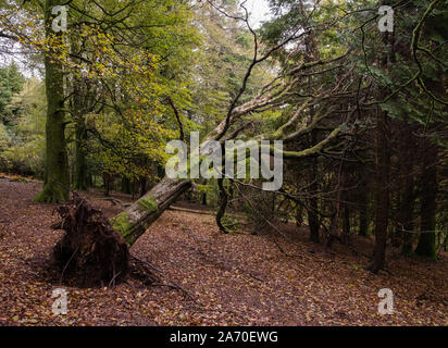 Un albero caduto appoggiata contro altri alberi in legno su Dartmoor, Inghilterra, nessuno nell'immagine Foto Stock