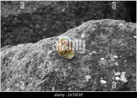 Parte del guscio dei molluschi su roccia Foto Stock