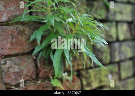 Si è deteriorata muro bianco con mattoni sotto e Moss Foto Stock