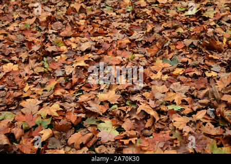 Foglie di autunno tappeto la terra in Hyde Park, Londra, Ottobre 2019 Foto Stock