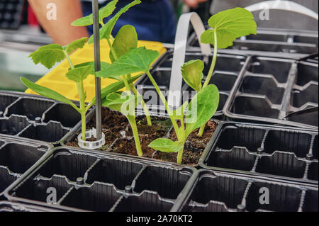 In crescita le piantine di cetriolo in contenitori di plastica con lo sporco organico. Foto Stock