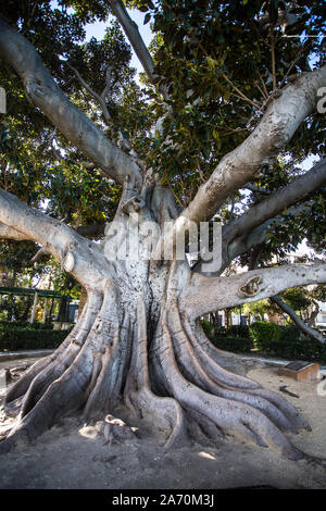 Giganteschi alberi di Ficus di Cadiz, Spagna Foto Stock